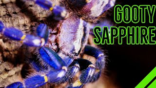 How To Keep the Gooty Sapphire Ornamental Poecilotheria metallica [upl. by Edeline]