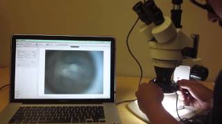 Barlow Auxilary Lens Overview and Tutorial on SM Series Microscopes [upl. by Adnilahs316]