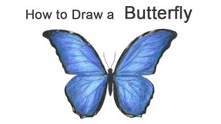 How to Draw a Butterfly Blue Morpho [upl. by Stephani]