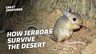 Jerboas How This Furry TRex Survives the Desert [upl. by Bovill]