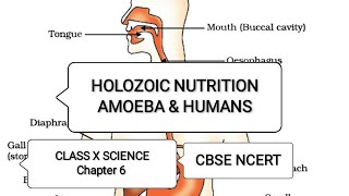 Holozoic Nutrition  Amoeba amp Human Being  Chapter 6  Class 10  Science  CBSE  NCERT [upl. by Ingeborg315]