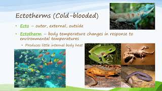 Ectotherms and Endotherms [upl. by Sheldon496]