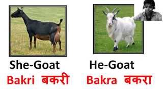 40 Animals Names In Hindi with Pictures [upl. by Glover]