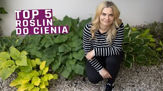 Moje TOP 5 roślin do cienia w tym obficie kwitnące [upl. by Archer818]