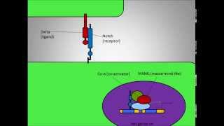 DeltaNotch Signaling Pathway in Neurogenesis [upl. by Wenonah]