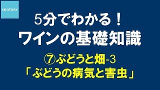 5分でわかる！​ワインの基礎知識​ ⑦ぶどうと畑3 ぶどうの病気と害虫 8分44秒 サントリー [upl. by Katheryn]