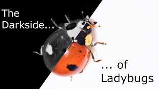 The Truth about Ladybugs [upl. by Ynavoj]