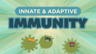 Innate amp Adaptive Immunity [upl. by Ashlin]