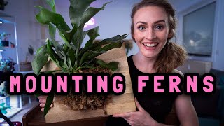 How to divide and mount staghorn ferns [upl. by Nesyla432]