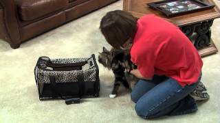 Introducing Cats to Each Other the Safe Way [upl. by Nealson]