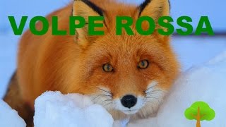 Volpe Rossa  Video Descrizione [upl. by Oppen572]