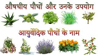 औषधीय पौधों और उनके उपयोग  Ayurvedic Plants Information In Hindi  आयुर्वेदिक पौधों के नाम [upl. by Dimo]