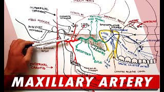 MAXILLARY ARTERY and its Branches  Anatomy Tutorial [upl. by Htevi953]