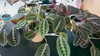 Maranta Leuconeura Prayer Plant Care and Propagation [upl. by Andri691]