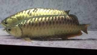 Arowana Breeding [upl. by Jasmina]