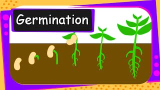 Science  Germination Of Seed  English [upl. by Assiluy]