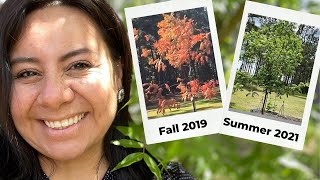 My beautiful Chinese Pistache Tree Summer vs Fall [upl. by Wera]