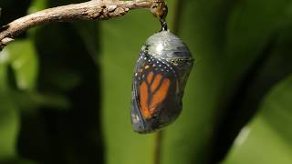 Monarch butterfly emerging time lapse [upl. by Debarath149]