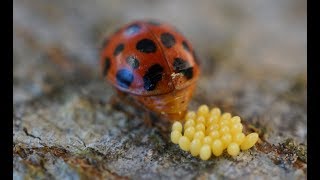 Ladybird Beetle [upl. by Nwahsat38]