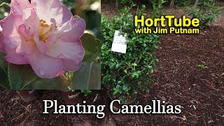 Planting Some New Camellias  Fall Flowering Evergreen Shrubs [upl. by Nahtal]