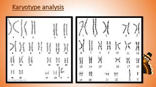 Karyotype Analysis [upl. by Nicolella]