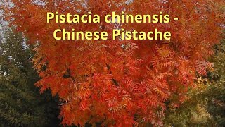 Pistacia chinensis Growing Guide by GardenersHQ [upl. by Nho170]