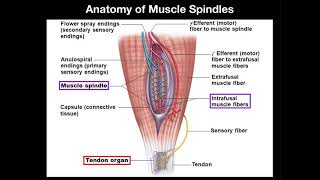 Anatomy amp Physiology of Muscle Spindles [upl. by Malliw]