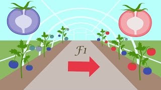 An Introduction To Plant Breeding [upl. by Anerbas781]