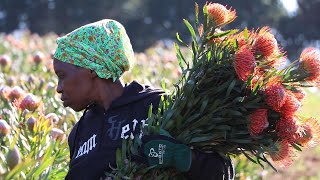 PROTEA CULTIVATION IN SOUTH AFRICA [upl. by Ivanna]