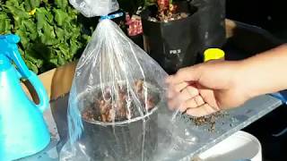 Simple way of propagating plants by stem cuttings [upl. by Aisereht]