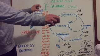 Gamma Glutamyl Pathway Explained [upl. by Severn41]