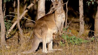 How Marsupials Are Different From Other Mammals 4K [upl. by Duwad618]