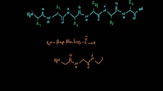 Drawing Peptides [upl. by Fabiolas]