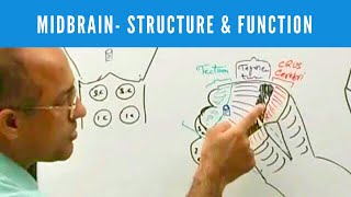 Midbrain  Structure and Function  Neuroanatomy [upl. by Ahseei577]