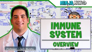 Immunology  Immune System Overview [upl. by Ursola]