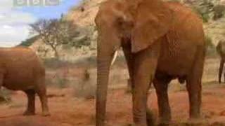 Wild African elephant with attitute  BBC wildlife [upl. by Agace]