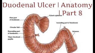 Duodenal and Pancreatic Trauma [upl. by Hulda]