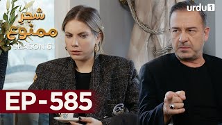 ShajareMamnu  Episode 585  Turkish Drama Forbidden Fruit  Urdu Dubbing  5 September 2023 [upl. by Kaiser]