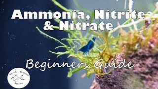 Ammonia Nitrite and Nitrate  Beginners Guide [upl. by Valera]