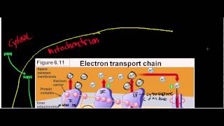 NEW LLactate Dehydrogenase Physiology Biochemisty and Mechanism [upl. by Hyde856]