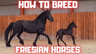 How to breed Friesian horses I explain [upl. by Mehelhteb]