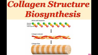 Collagen Structure and Synthesis  Extracellular Matrix [upl. by Isabeau696]