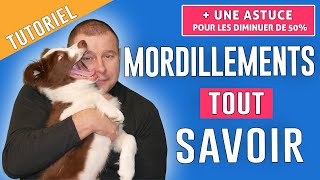 COMMENT ÉVITER les MORDILLEMENTS du CHIEN [upl. by Elyr582]