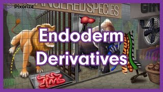 Endoderm Derivatives Mnemonic  MCAT Preview [upl. by Nnylanna]