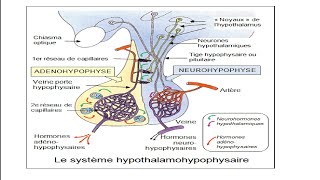 Axe Hypothalamohypophysaire 01 Biochimie [upl. by Dreher914]