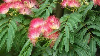 Starting Albizia Julibrissin Bonsai From Seed pt 1 [upl. by Evangelia]