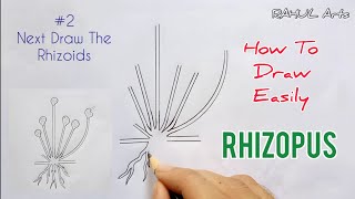 How to draw Rhizopus  Spore Formation  labelled diagram of Rhizopus [upl. by Altis93]