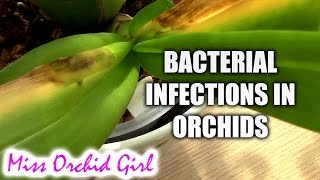 Orchid Disease  Bacterial Brown Rot spotting treating and preventing [upl. by Elish]