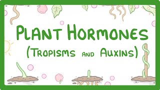 Plant Hormones  Tropisms amp Auxins 52 [upl. by Aneres]