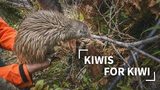 Kiwis for Kiwi [upl. by Leese]